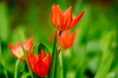 Close-up of red tulips blooming in back yard