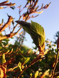 Close-up of leaves on tree