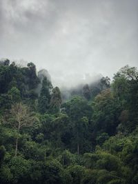 Trees in forest against sky