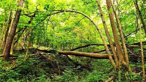 Trees in forest