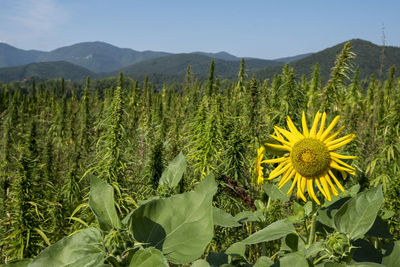 Scenic view of sunflower field against sky