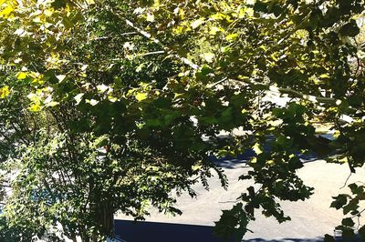 Low angle view of trees