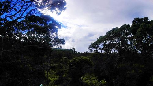 Low angle view of silhouette trees against sky