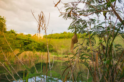 View of a lake