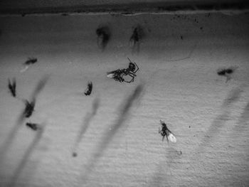 High angle view of insect on sand