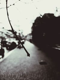 Close-up of silhouette fishing rod by tree against sky