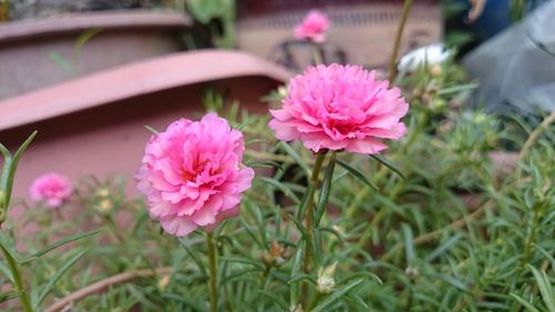 Close-up of pink flowers blooming outdoors