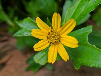 Close-up of yellow flower