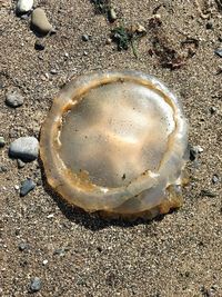 High angle view of crab on sand