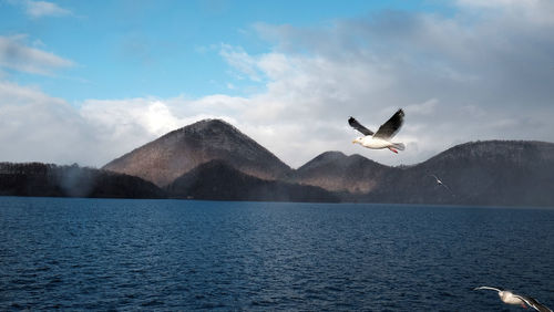 Seagull flying over lake against sky