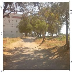 Road along trees