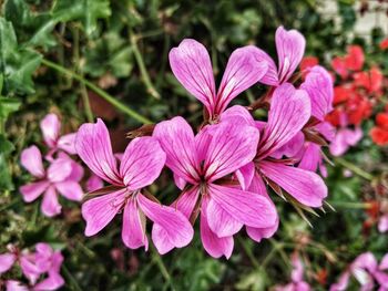 Close-up of pink flowering plant