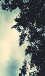 Low angle view of trees against sky
