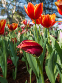 Close-up of red flowering plant