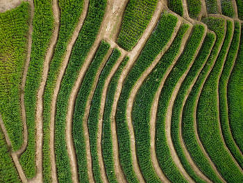 Full frame shot of agricultural field