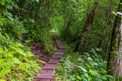 Footpath amidst trees in forest