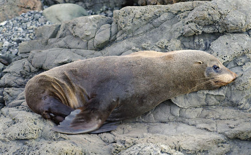 Close-up of sea lion on beach