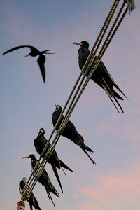 Low angle view of birds perching on rope