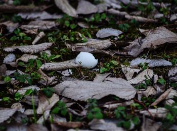 High angle view of mushroom growing outdoors