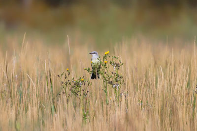 Close-up of bird on field