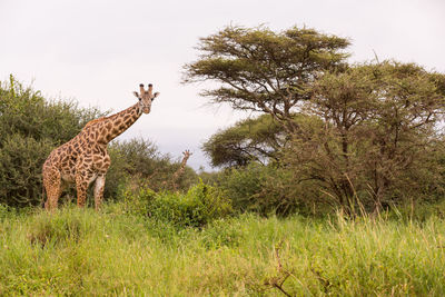 Giraffes on field against sky