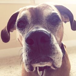 Close-up portrait of dog at home