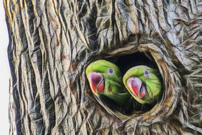 High angle view of eggs in nest on tree trunk