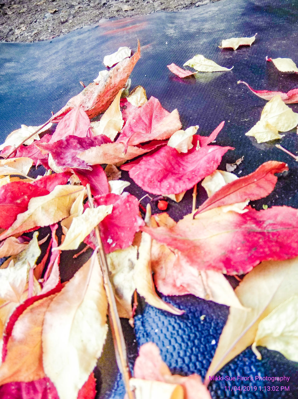 HIGH ANGLE VIEW OF DRY LEAVES ON AUTUMN