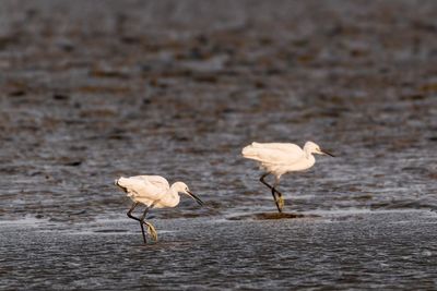 Birds walking on water