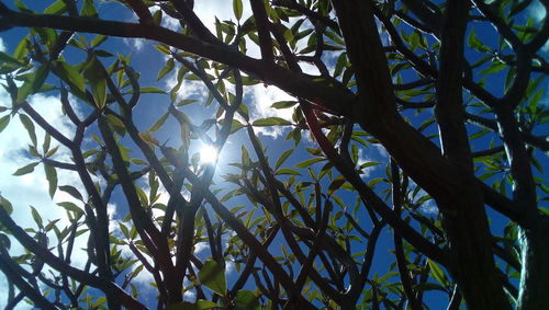 Low angle view of sunlight streaming through tree