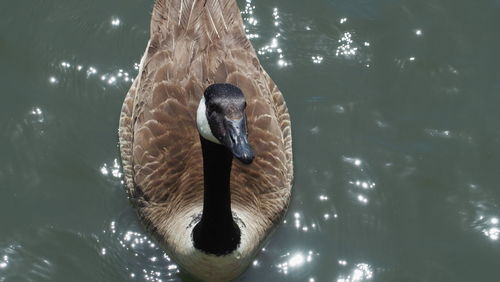 High angle view of swan swimming in lake