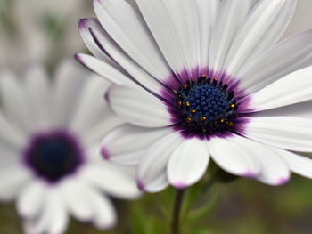 Close-up of purple flower