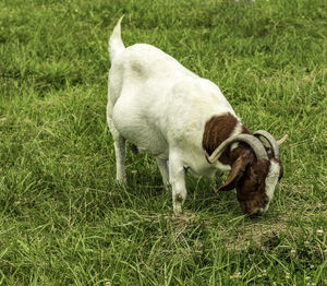 View of a dog on field