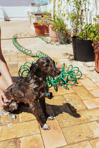 Dog sitting in yard