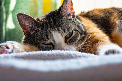 Close-up portrait of a cat resting