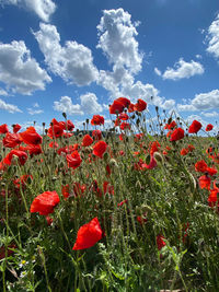 Red poppy flowers on field against sky