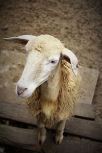 Close-up of goat on wood