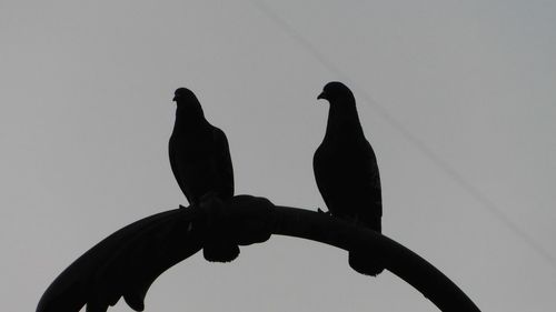 Low angle view of birds perching on metal against sky