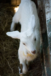 Close-up of goat on field