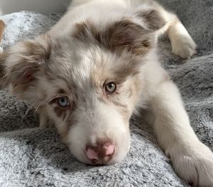 Close-up portrait of dog relaxing outdoors