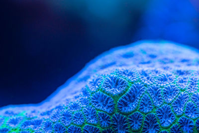 Close-up of coral in sea