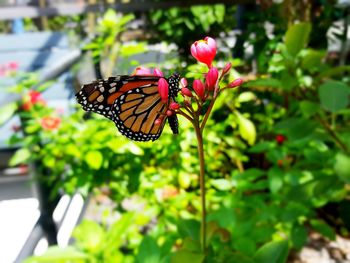 Close-up of butterfly on plant