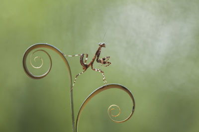 Deroplatys truncata species mantis from borneo island