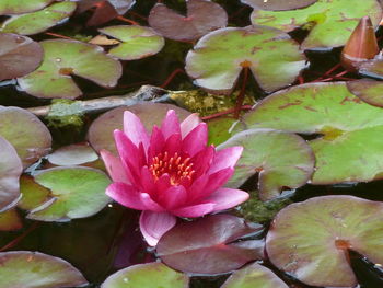 Close-up of lotus water lily