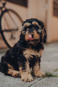 Portrait of dog sticking out tongue while sitting outdoors