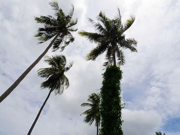 Low angle view of coconut palm tree against sky