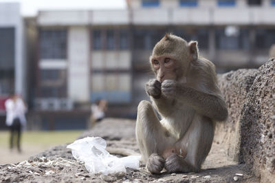 Close-up of monkey in cage