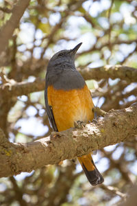Low angle view of bird perching on branch