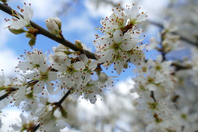 Mirabelle blossoms in spring