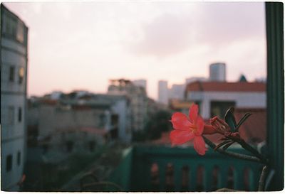 Close-up of flowering plant against buildings in city